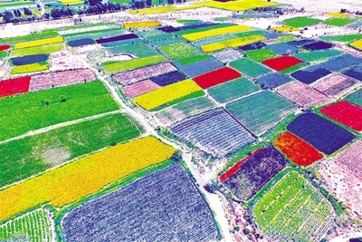 酒泉市推進(jìn)現(xiàn)代種業(yè)發(fā)展紀(jì)實(shí)