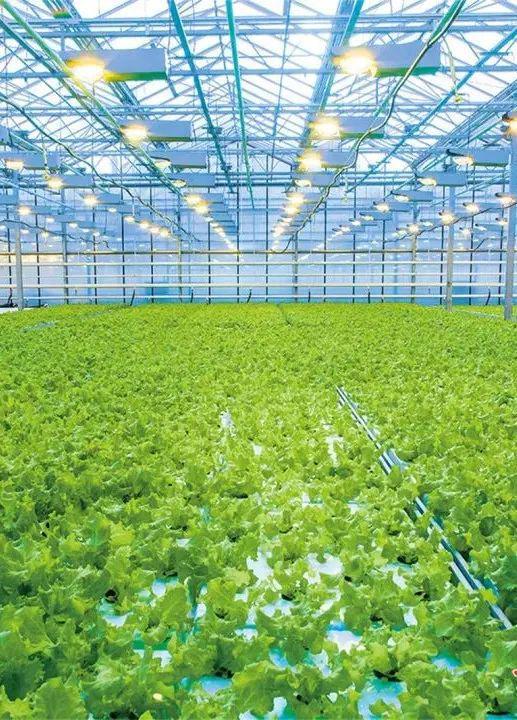 酒泉:蝶變中的種業(yè)強(qiáng)市