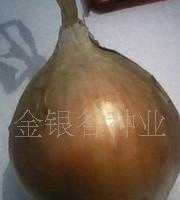 洋蔥種子價格_洋蔥種子廠家_世界工廠網(wǎng)產(chǎn)品信息庫
