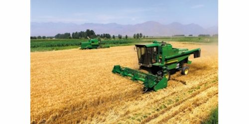 抗旱寧春四號選豐田種業(yè)年年好豐收