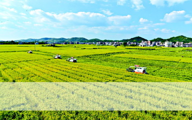 立法為加快廣東種業發展保駕護航