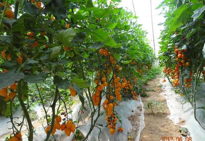 【番茄種子 蔬菜種子種苗批發 黃色櫻桃柿子種子 黃玲瓏種子】價格_廠家_圖片 -