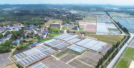 長沙縣啟動第一批種業(yè)小鎮(zhèn)建設
