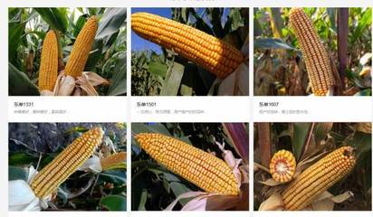 遼寧東亞種業(yè)跟本公司簽訂搜索引擎優(yōu)化項目