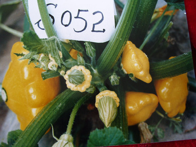 金飛碟-西葫蘆種子,酒泉市三禾種業(yè)有限責任公司, 中國蔬菜網產品庫