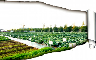 濟南全力打造&ldquo;北方種業(yè)之都&rdquo;城市名片