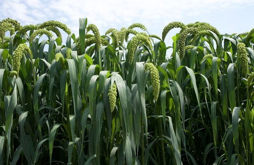 直擊青貯玉米種業(yè)展示會(huì)地展 69個(gè)品種同臺(tái)競(jìng)技