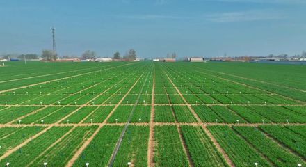 更全、更專、更廣 中國種子大會馬蘭小麥種業展示會引領種業創新